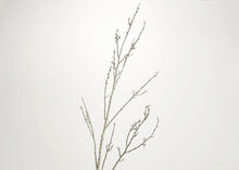 Load image into Gallery viewer, BIRCH BETULA H116 WH