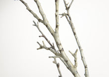 Load image into Gallery viewer, BIRCH BETULA H116 WH