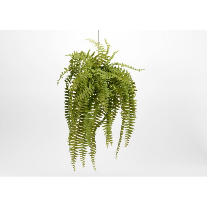 FERN NEPHROLEPIS H76 GR