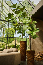 Load image into Gallery viewer, FICUS GREEN 151CM