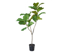 Load image into Gallery viewer, FICUS GREEN 151CM