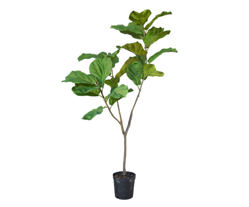 FICUS GREEN 151CM