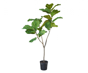 FICUS GREEN 151CM
