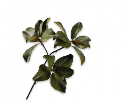 MAGNOLIA SPRAY GREEN 99 cm