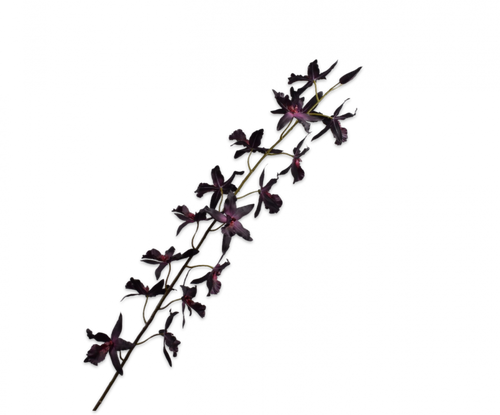 ONCIDIUM STEM PURPLE 157CM