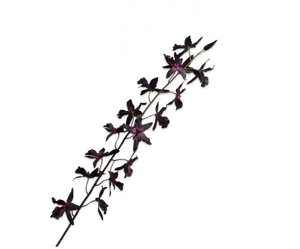ONCIDIUM STEM PURPLE 157CM