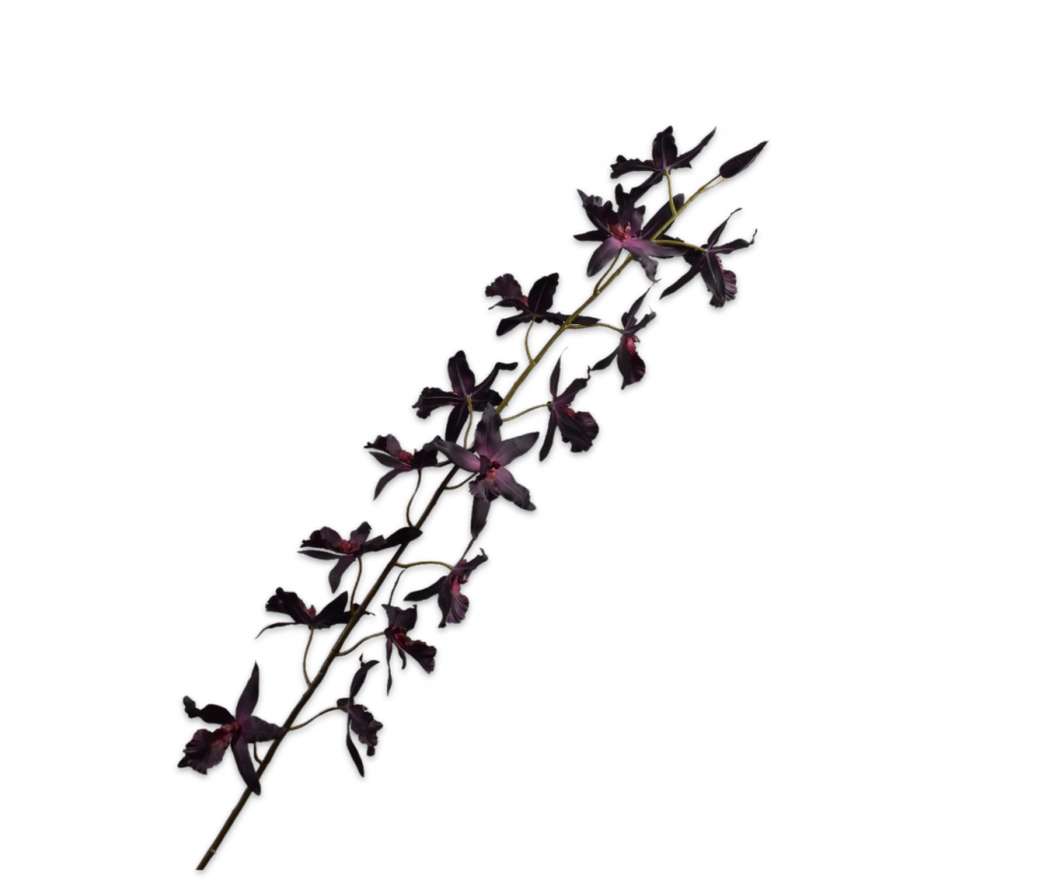 ONCIDIUM STEM PURPLE 157CM