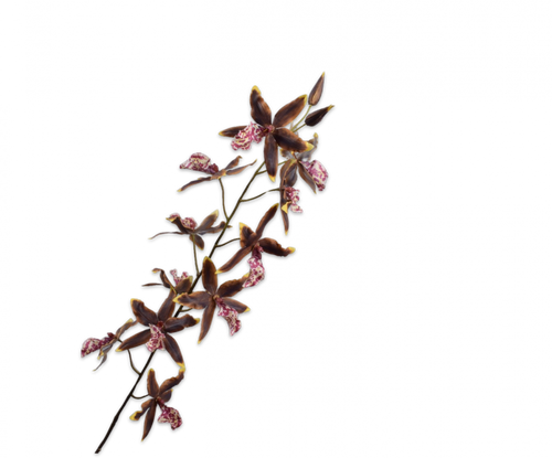 ONCIDIUM STEM GRN/BRN 109CM