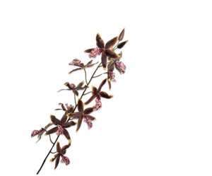 ONCIDIUM STEM GRN/BRN 109CM