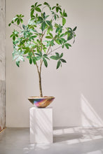 Load image into Gallery viewer, PLANT GREEN 205CM
