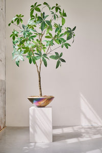 PLANT GREEN 205CM