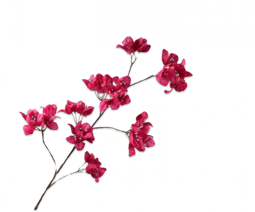 BOUGAINVILLEA SPRAY BEAUTY 120CM