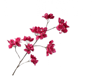 BOUGAINVILLEA SPRAY BEAUTY 120CM