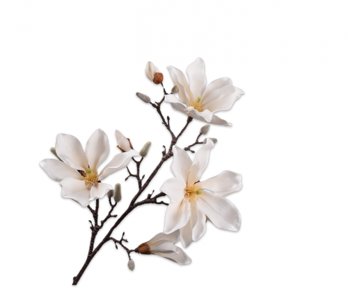 MAGNOLIA SPRAY CREAM 101CM