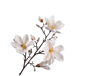 MAGNOLIA SPRAY CREAM 101CM