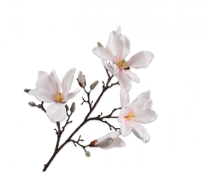 MAGNOLIA SPRAY CR/PNK 101CM