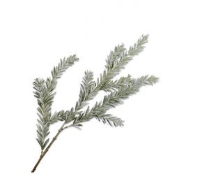 PINE SPRAY GRN LT 112CM