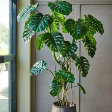 Load image into Gallery viewer, MONSTERA GREEN 210 cm
