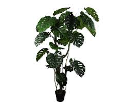 MONSTERA GREEN 210 cm